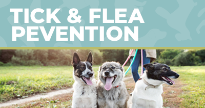 Tick & Flea Pevention