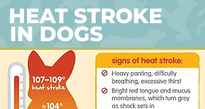 Heat Stroke In Dogs